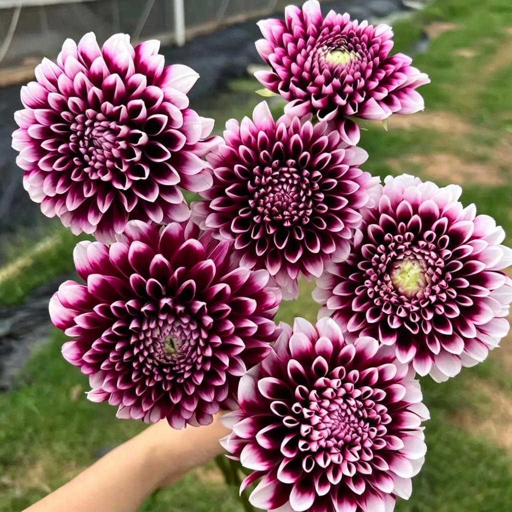 Mixture Dahlia Seeds