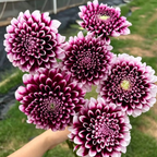 Mixture Dahlia Seeds