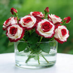 Rare Twin Red White Rose Flower Seeds for Planting - Captivating Blooms Non GMO