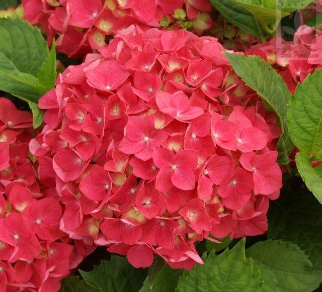 Hydrangea Seed - Unlock Nature's Beauty