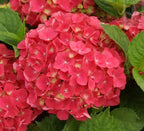 Hydrangea Seed - Unlock Nature's Beauty