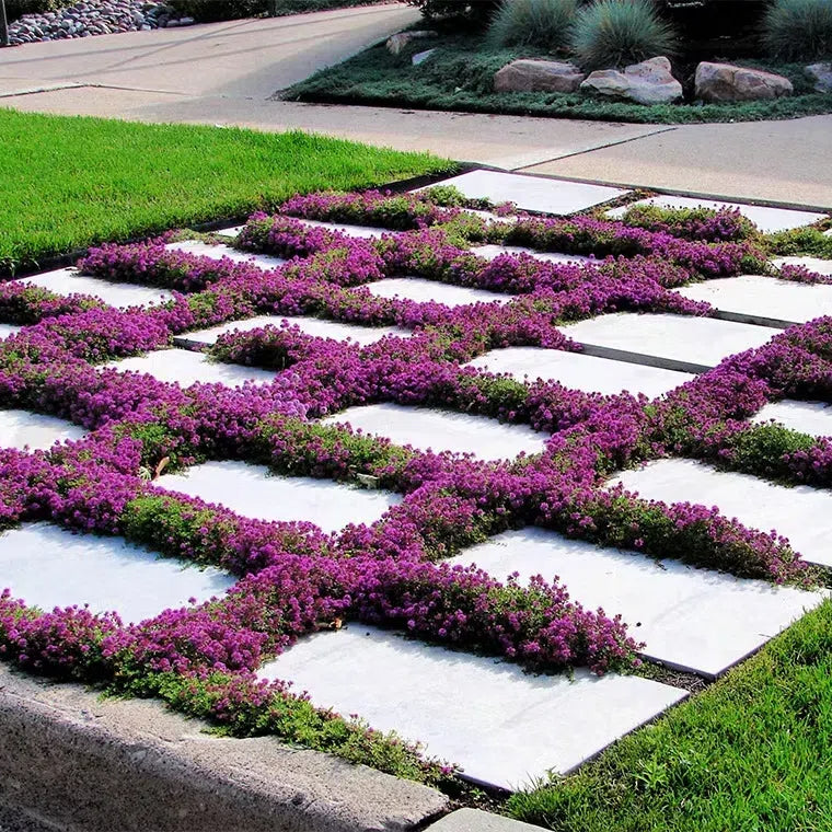 Creeping Thyme Seeds for Four Seasons