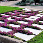 Creeping Thyme Seeds for Four Seasons