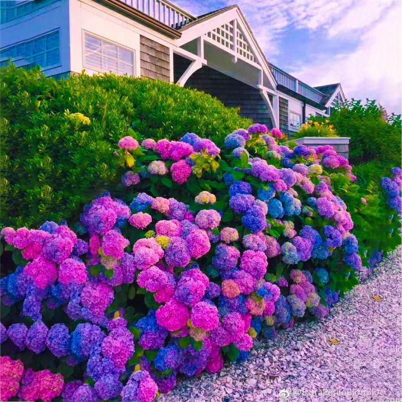 Hydrangea Seed - Unlock Nature's Beauty
