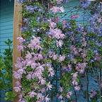 Clematis Seeds-The Queen of Climbing Vines