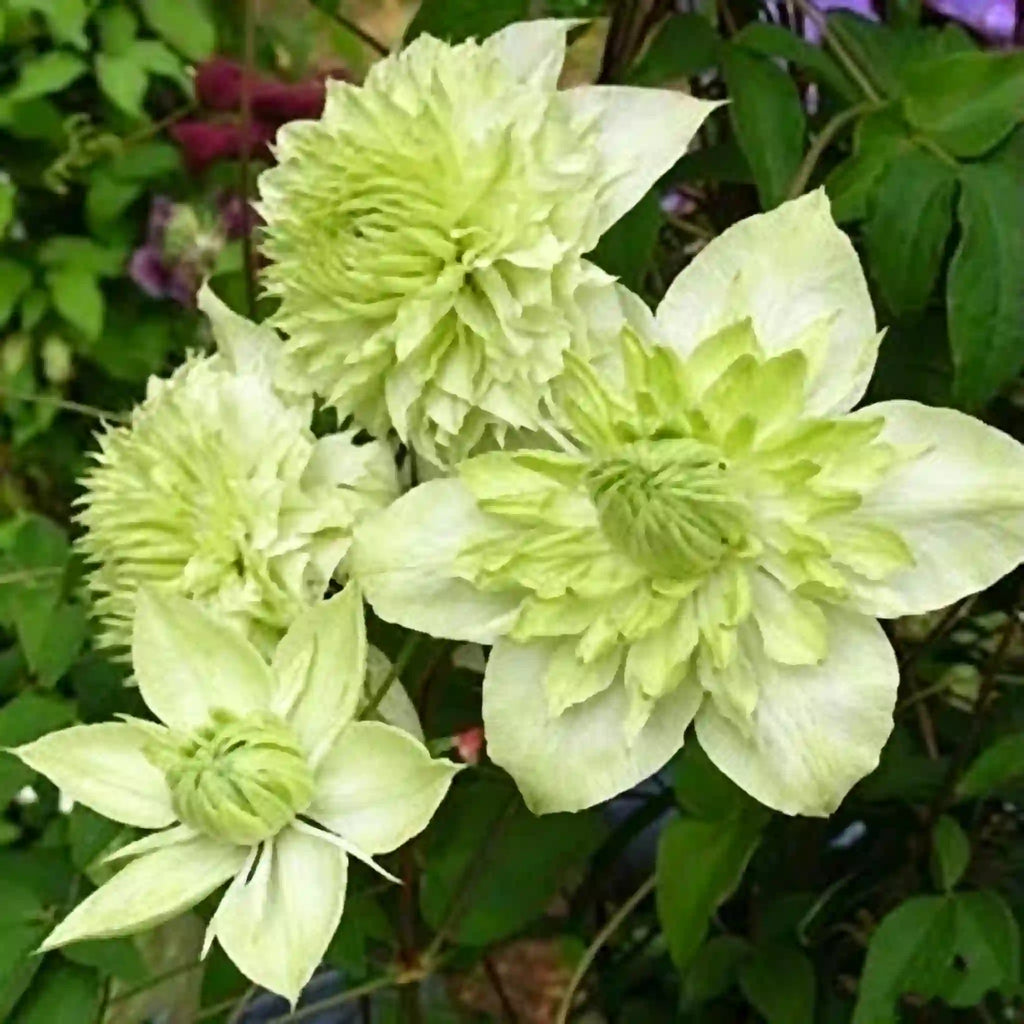 Clematis Seeds-The Queen of Climbing Vines