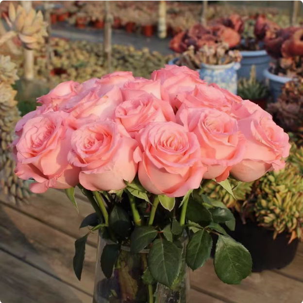 Rare Twin Red White Rose Flower Seeds for Planting - Captivating Blooms Non GMO