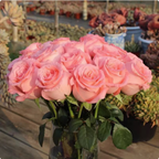 Rare Twin Red White Rose Flower Seeds for Planting - Captivating Blooms Non GMO