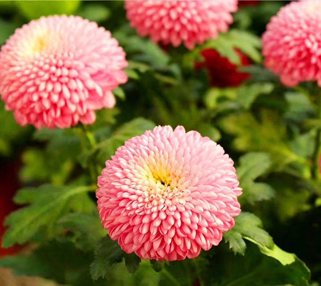 Colorful Ping Pong Chrysanthemum Seeds