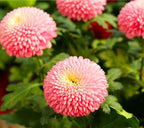 Colorful Ping Pong Chrysanthemum Seeds