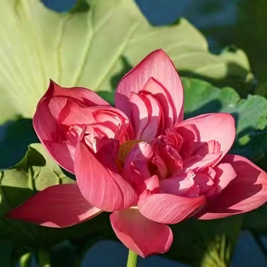 Mixed Color Bonsai Bowl Lotus Seeds for Ornamental Pond and Home Planting
