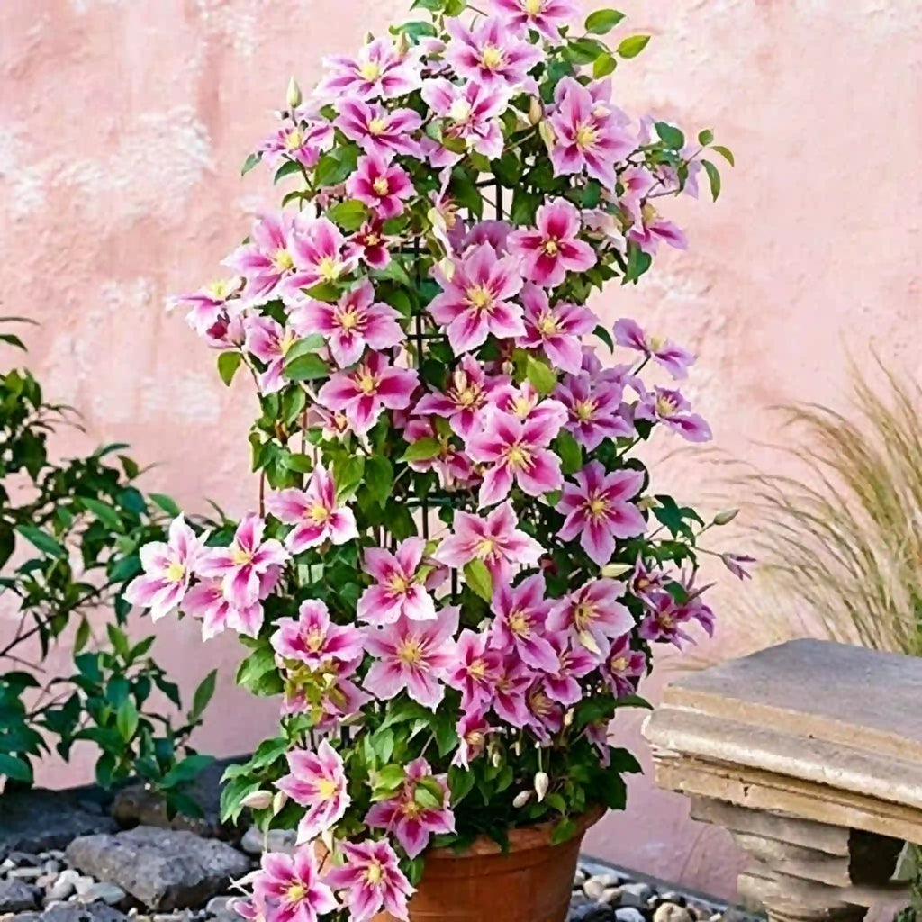 Clematis Seeds-The Queen of Climbing Vines