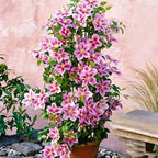 Clematis Seeds-The Queen of Climbing Vines