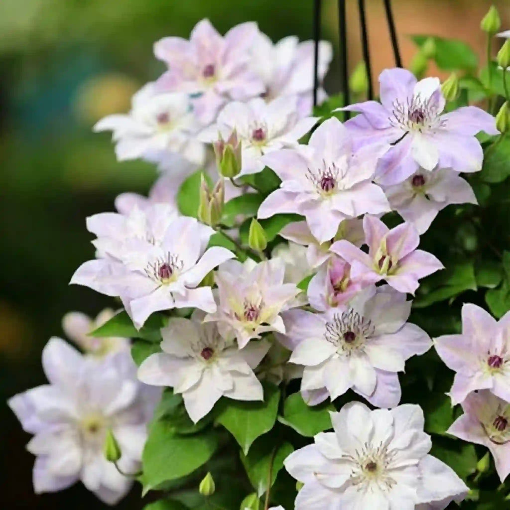Clematis Seeds-The Queen of Climbing Vines