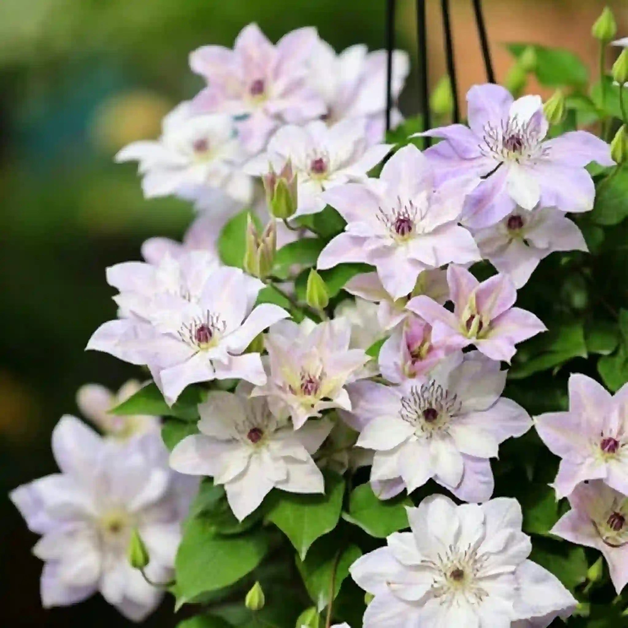 Clematis Seeds-The Queen of Climbing Vines