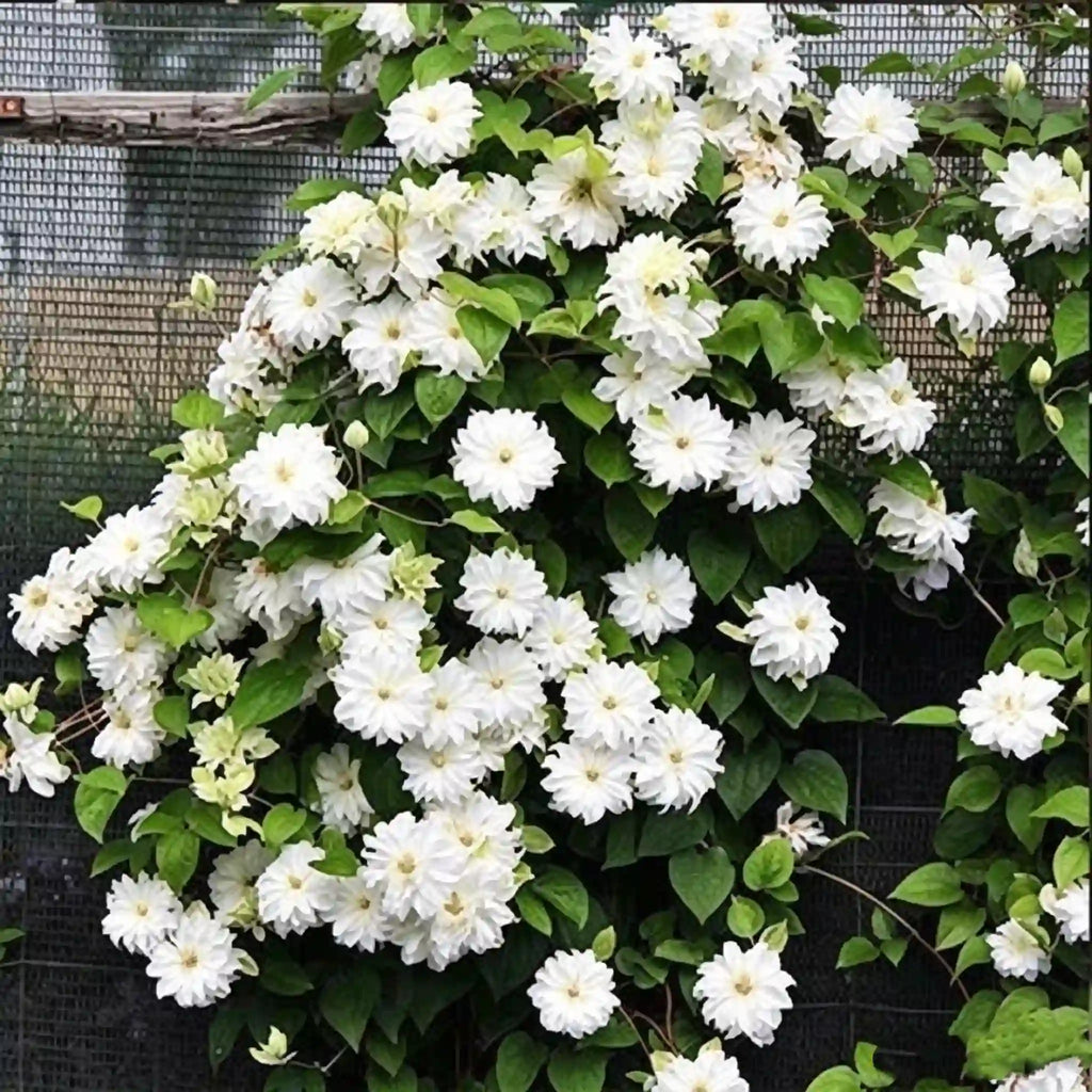 Clematis Seeds-The Queen of Climbing Vines