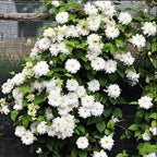 Clematis Seeds-The Queen of Climbing Vines