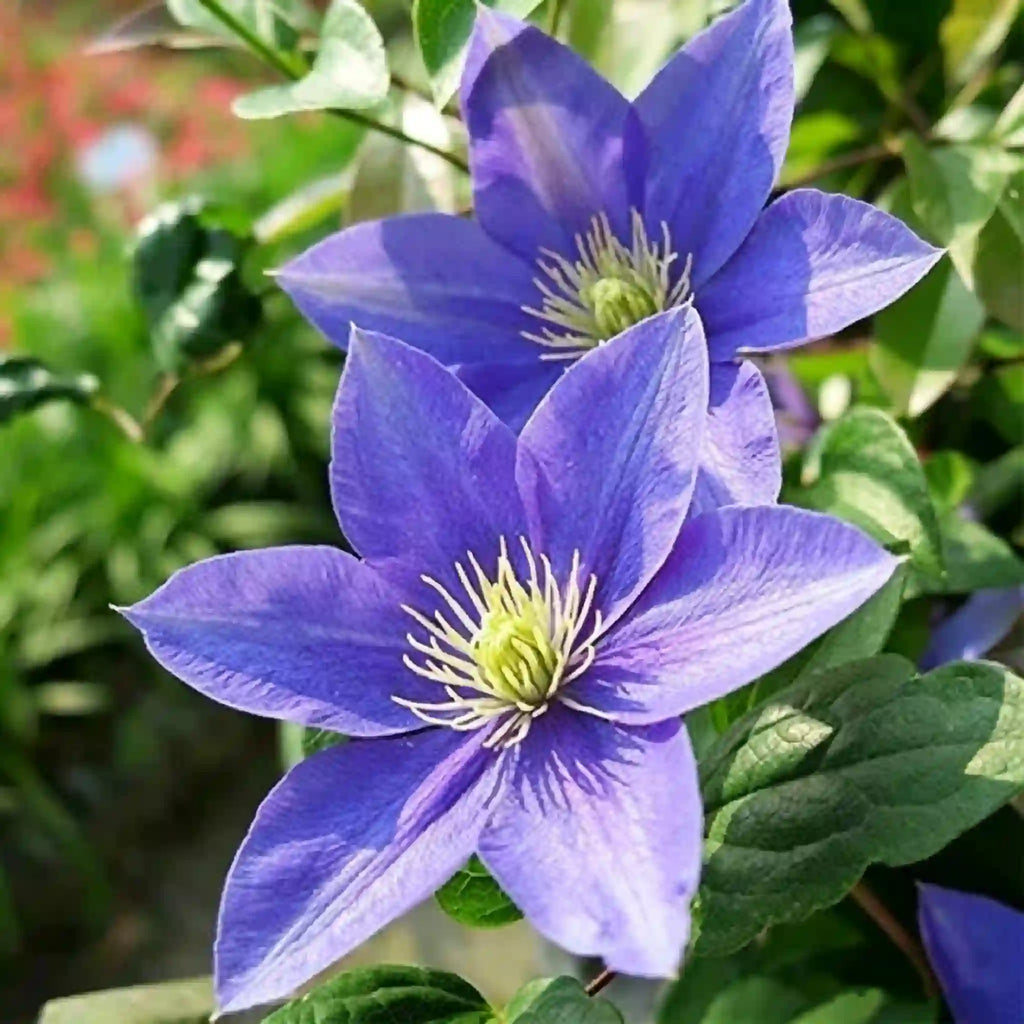Clematis Seeds-The Queen of Climbing Vines