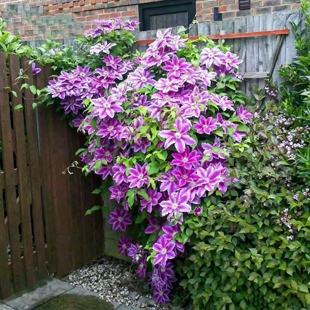 Clematis Seeds-The Queen of Climbing Vines