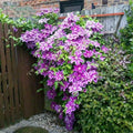Clematis Seeds-The Queen of Climbing Vines