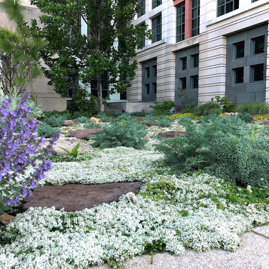 Creeping Thyme Seeds for Four Seasons