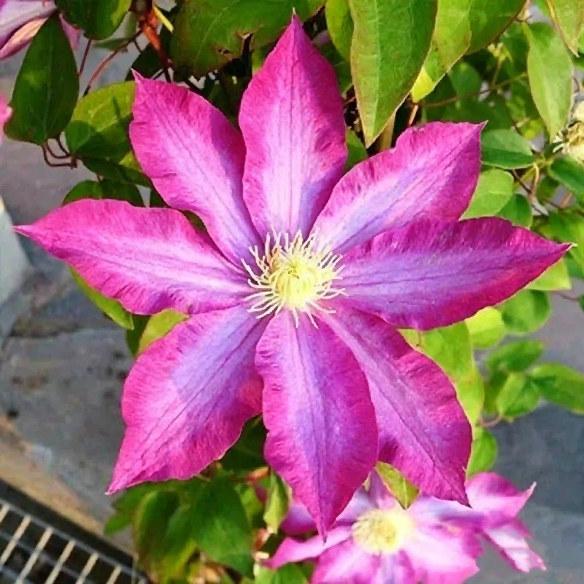 Clematis Seeds-The Queen of Climbing Vines