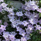 Clematis Seeds-The Queen of Climbing Vines