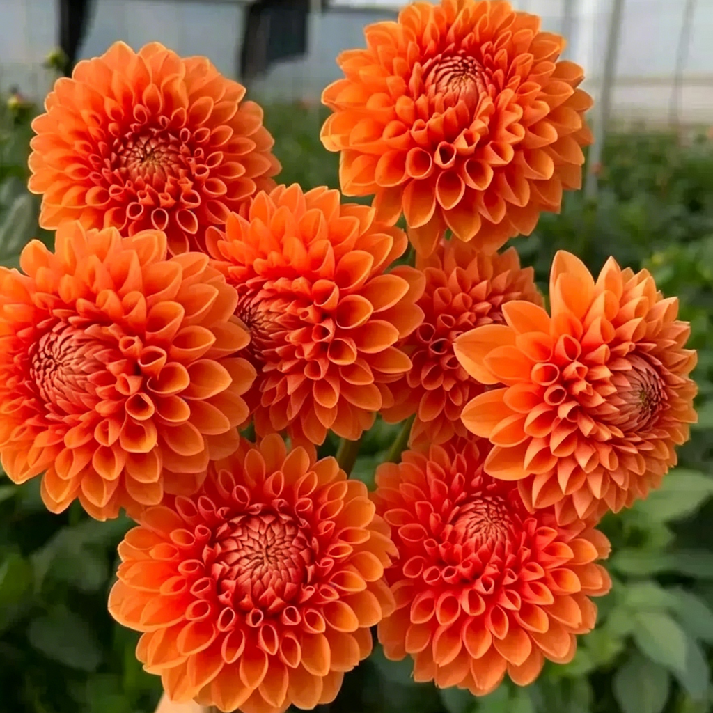 Mixture Dahlia Seeds