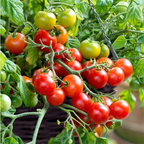 Potted Dwarf Tomato Seeds