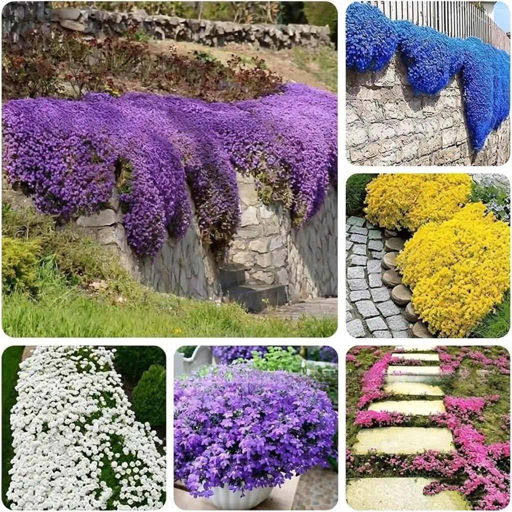 Creeping Thyme Seeds for Four Seasons