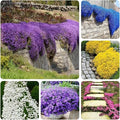 Creeping Thyme Seeds for Four Seasons