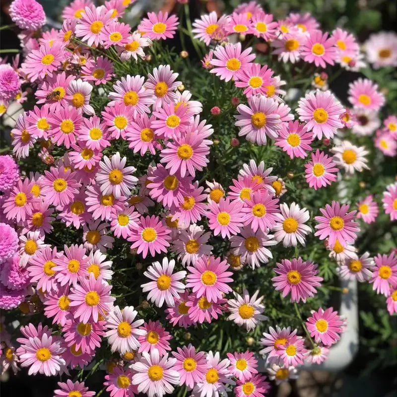 Pest Killer-Pyrethrum Daisy Seeds
