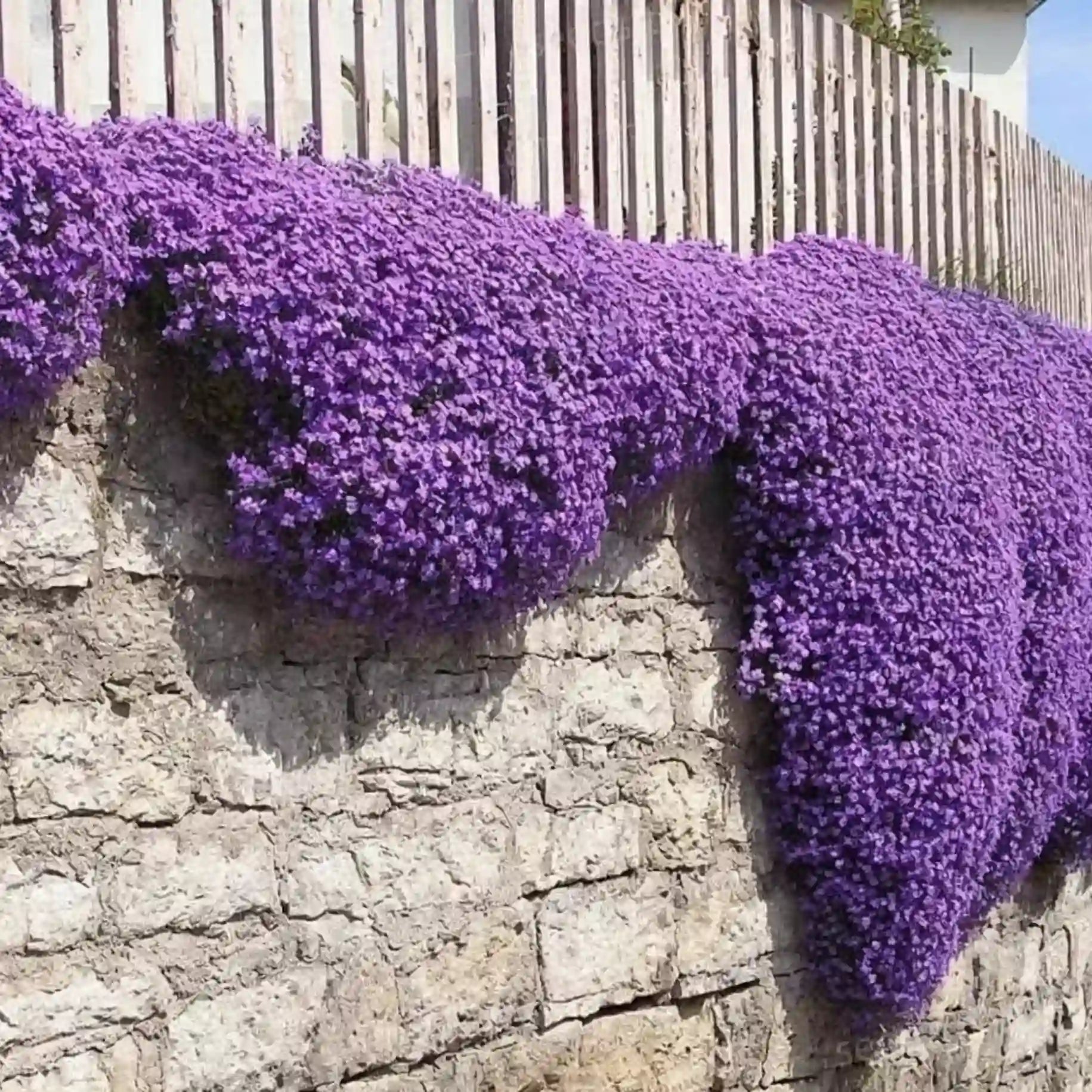 Creeping Thyme Seeds for Four Seasons
