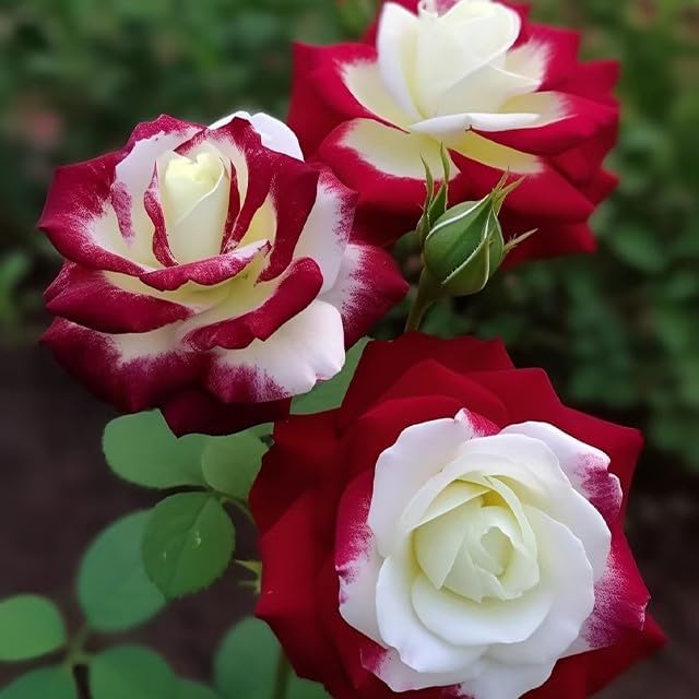Rare Twin Red White Rose Flower Seeds for Planting - Captivating Blooms Non GMO