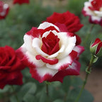 Rare Twin Red White Rose Flower Seeds for Planting - Captivating Blooms Non GMO