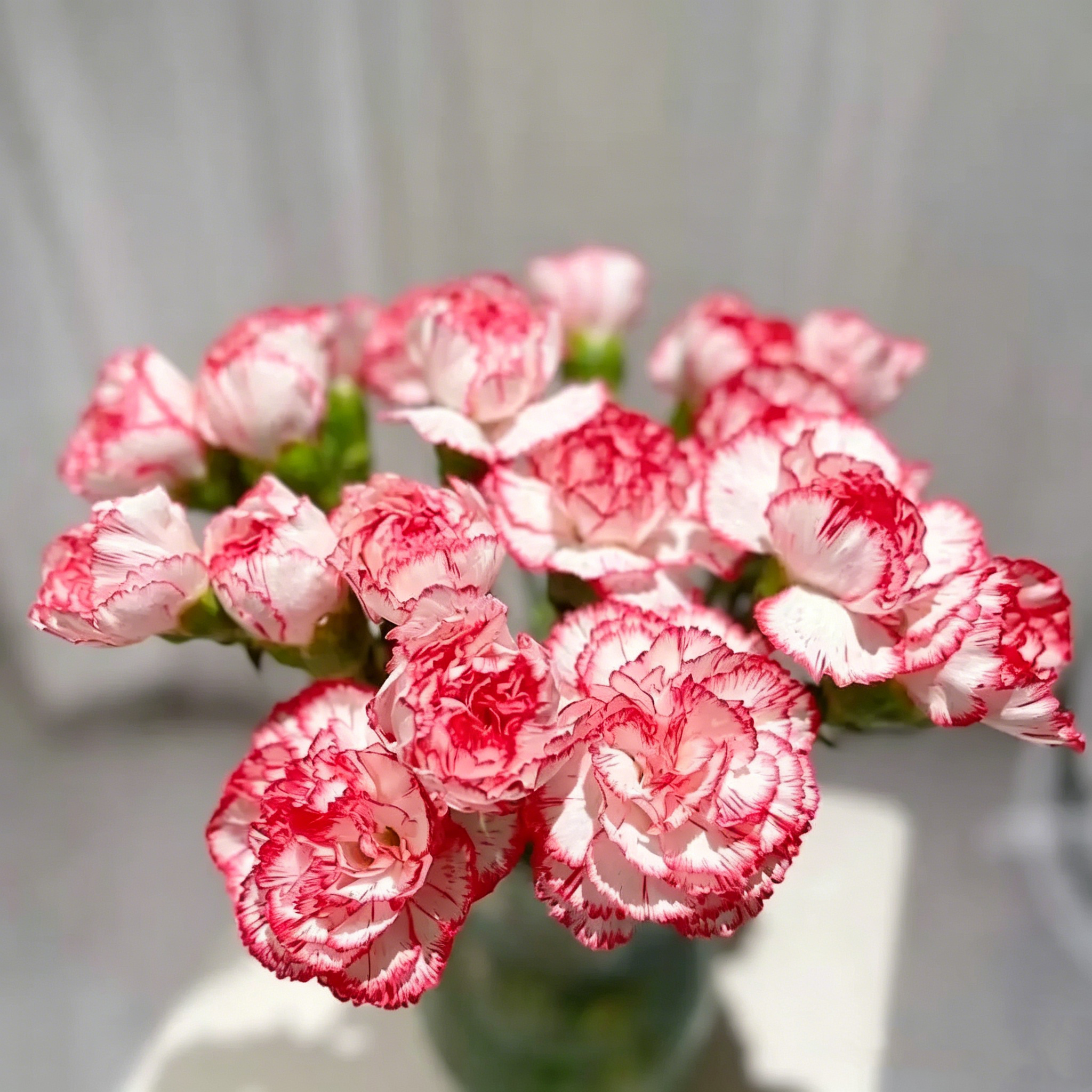 Double Carnation Seeds🌺