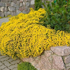 Creeping Thyme Seeds for Four Seasons
