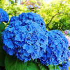 Hydrangea Seed - Unlock Nature's Beauty