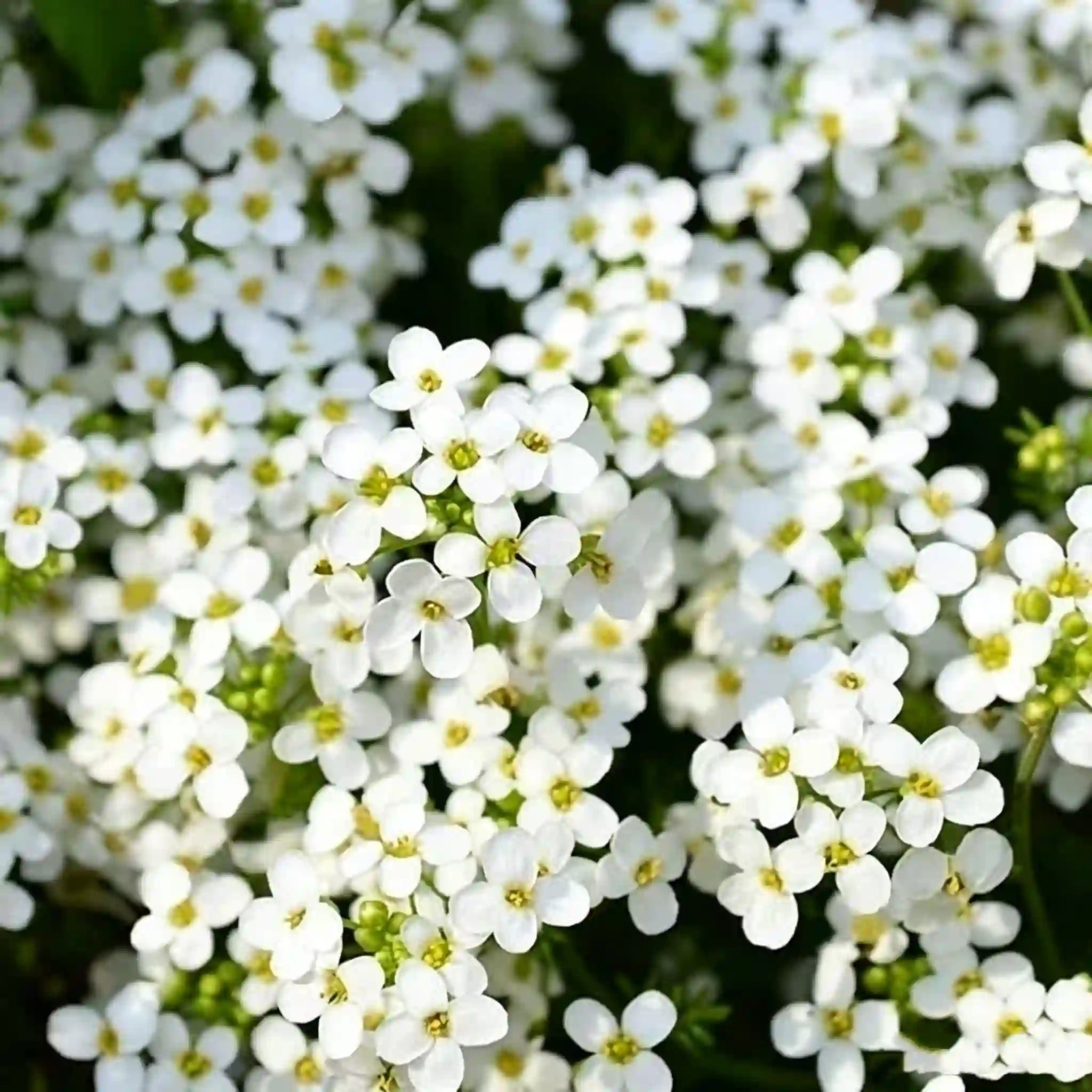 Creeping Thyme Seeds for Four Seasons