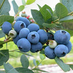 King of Berries - Giant Blueberry Fruit Seeds - Four Seasons Plants