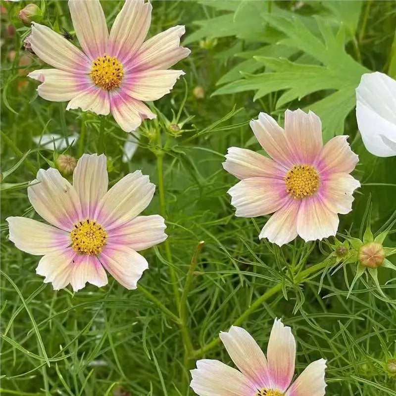 🌺Cosmos Seeds 511 Pcs, Mixed & Single Colors, for Garden & Patioshi