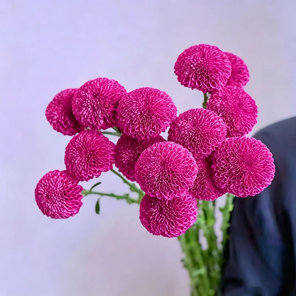 Colorful Ping Pong Chrysanthemum Seeds