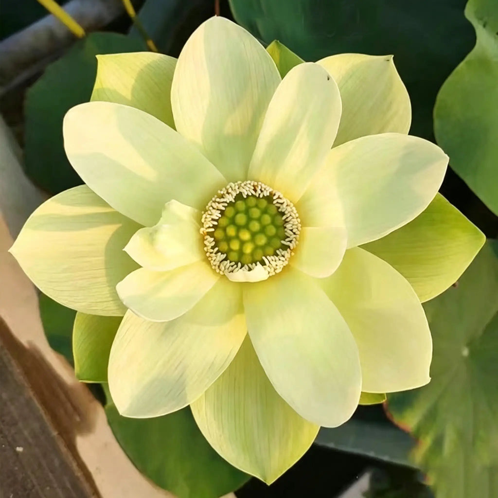 Mixed Color Bonsai Bowl Lotus Seeds for Ornamental Pond and Home Planting