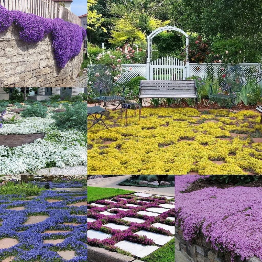 Creeping Thyme Seeds for Four Seasons