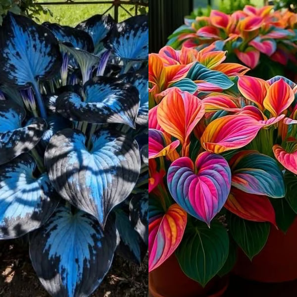 Premium Rare Hosta Seeds-Shade-Tolerant Plant