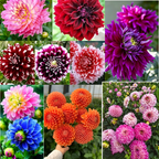 Mixture Dahlia Seeds