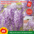 The Queen Of Flowers—Wisteria Flower Seeds