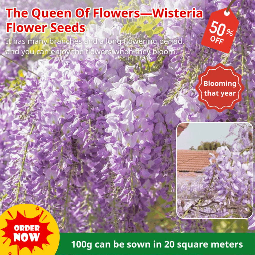 The Queen Of Flowers—Wisteria Flower Seeds