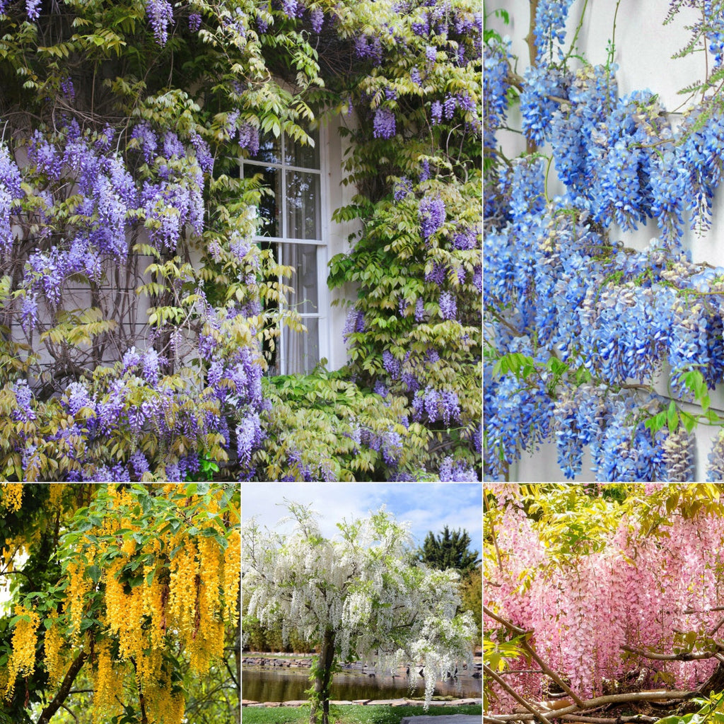 The Queen Of Flowers—Wisteria Flower Seeds