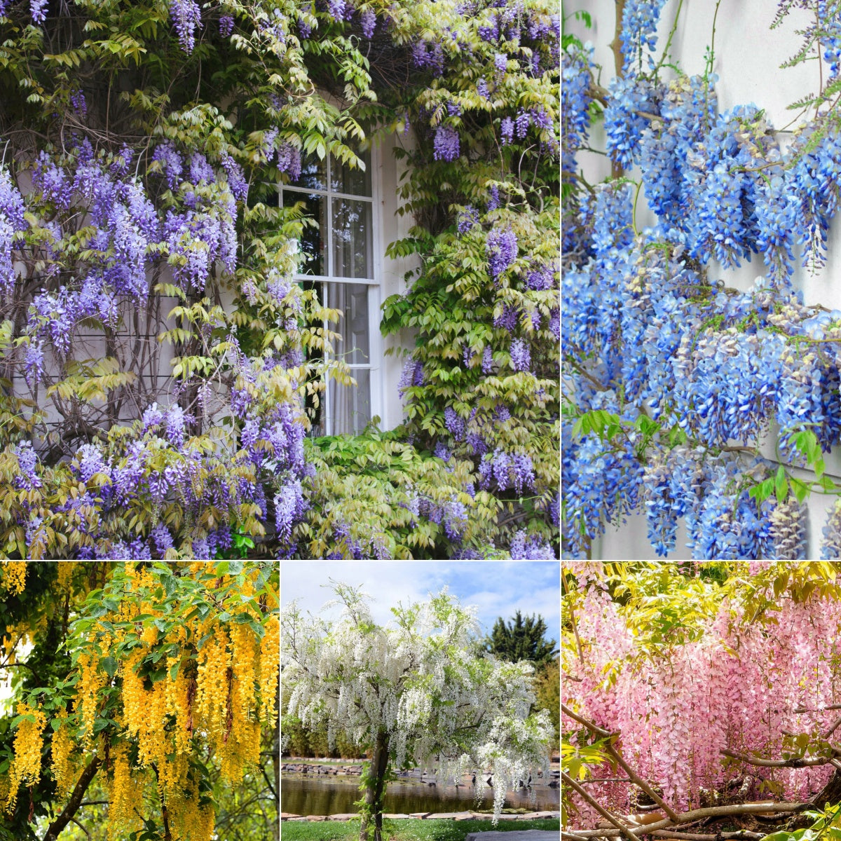The Queen Of Flowers—Wisteria Flower Seeds